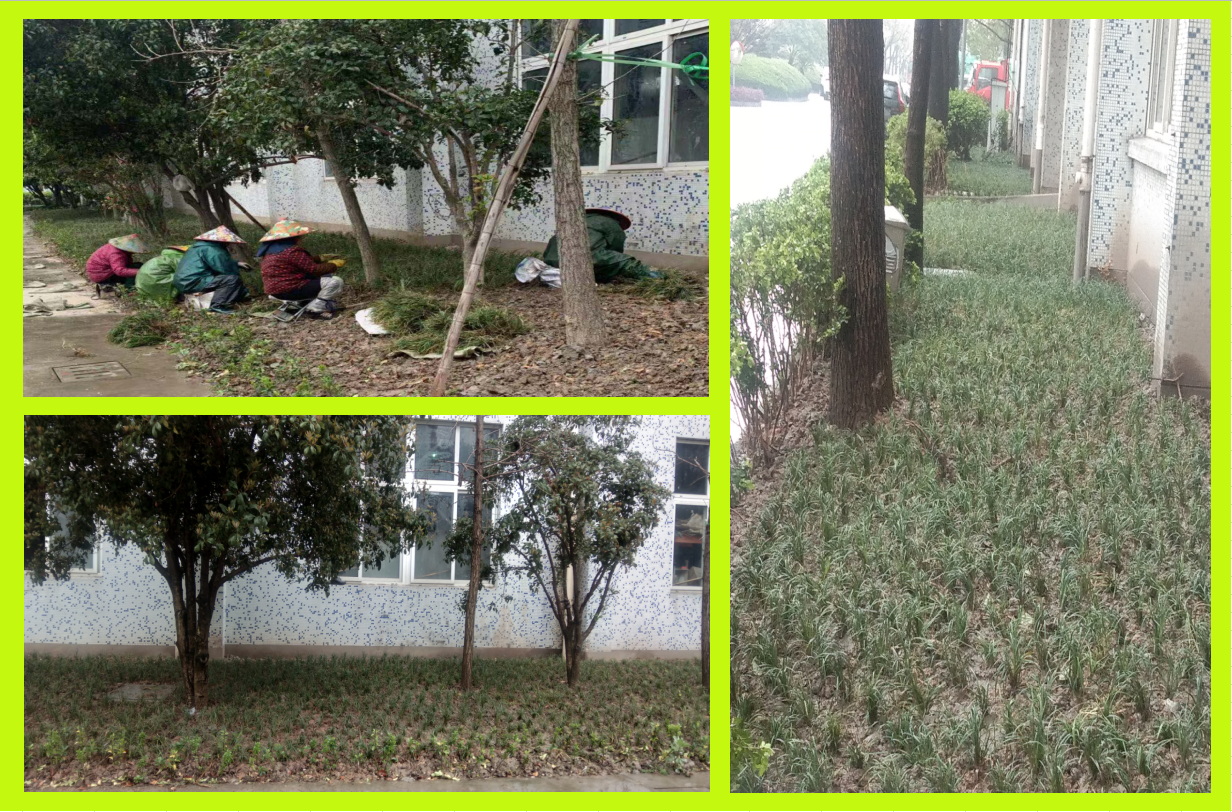 種植綠化，美化壞境